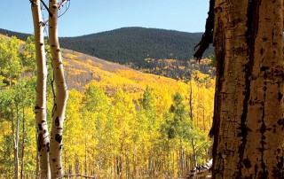 The golden aspens of Aspen Vista trail in the Santa Fe National Forest, featured on “Veritas, In the Land of Enchantment” DVD and Blu-ray
